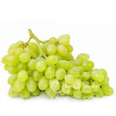 فروش انگور