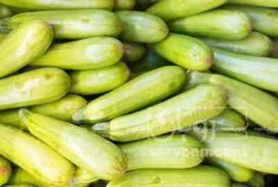 فروش کدو  سبز