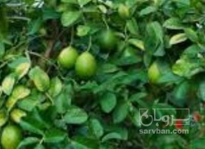 فروش لیمو ترش