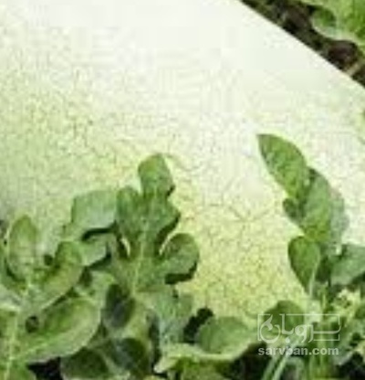 فروش هندوانه بیضی سفید