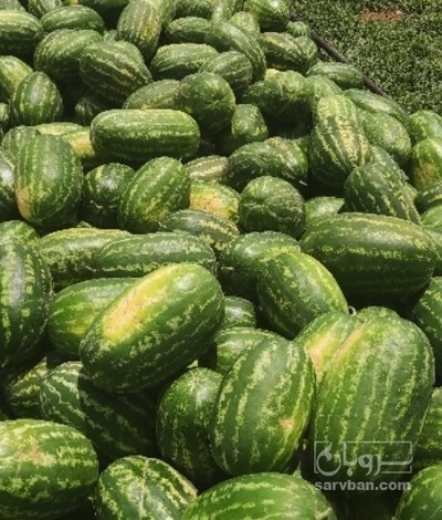 فروش هندوانه بیضی خطی