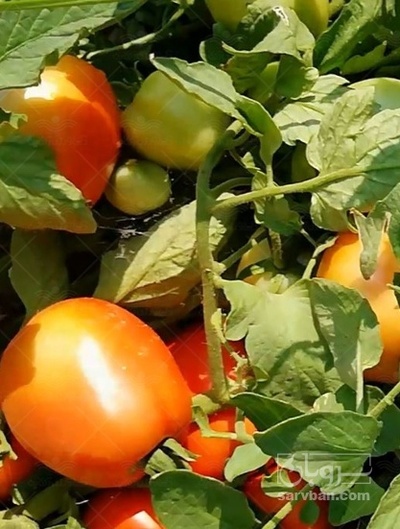 فروش گوجه فرنگی