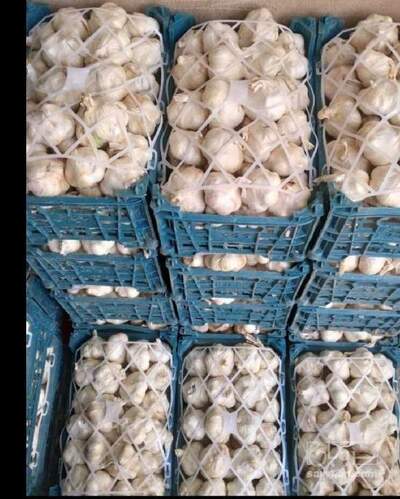 فروش سیر خشک -