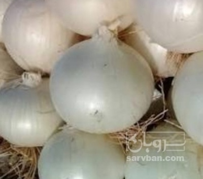 فروش پیاز سفید