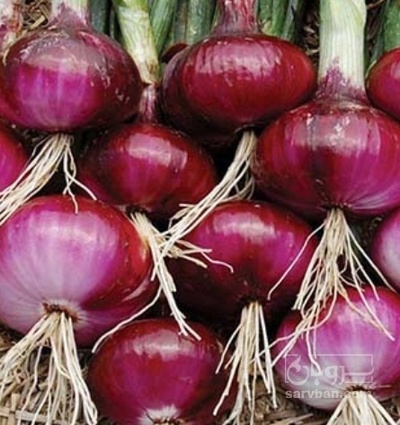 فروش پیاز قرمز