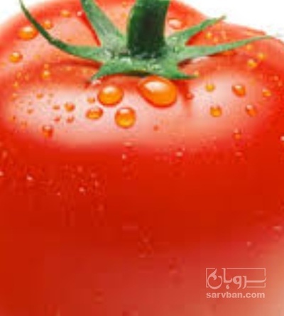 فروش گوجه فرنگی