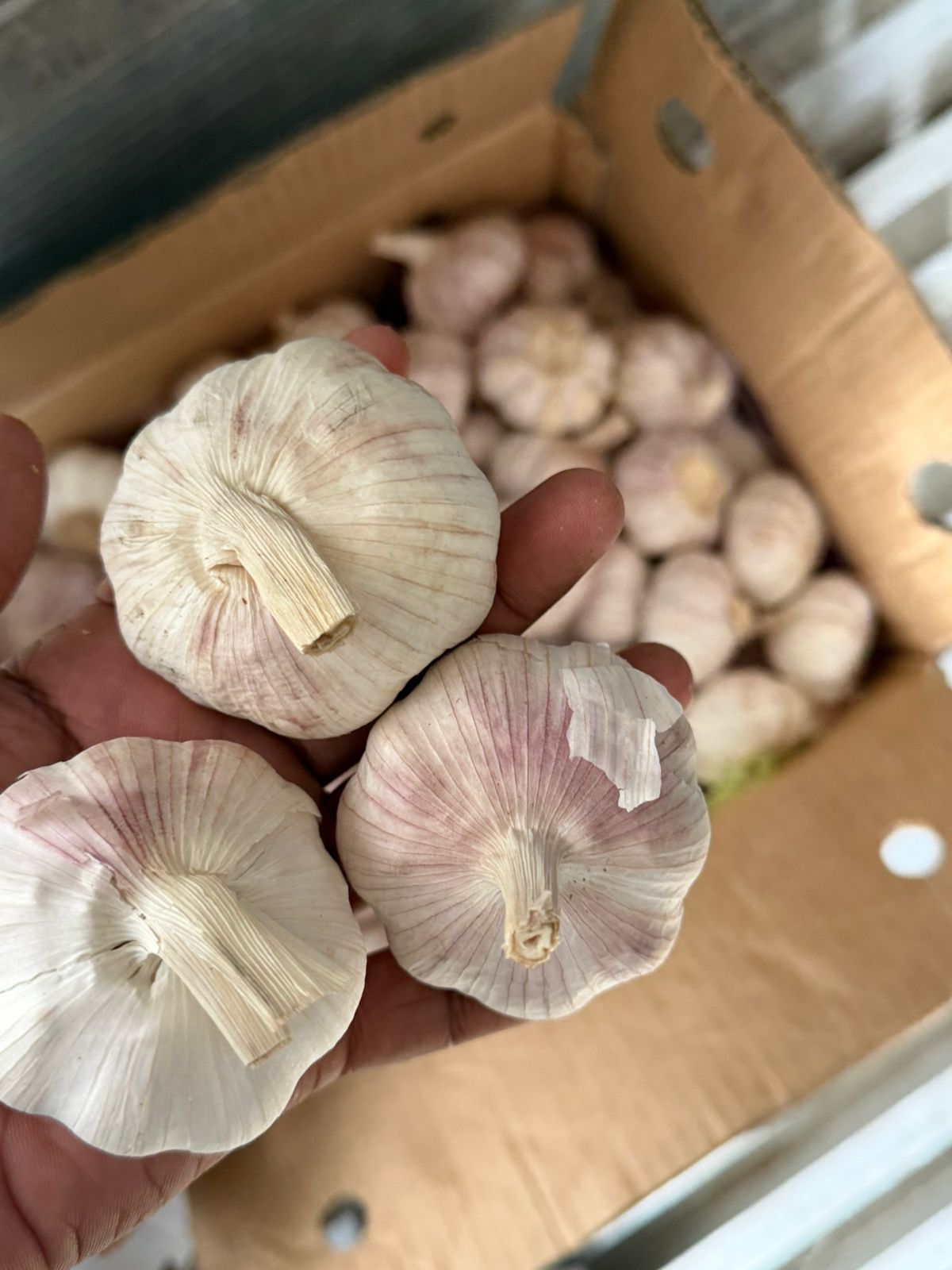 فروش سیر