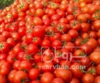 فروش گوجه فرنگی