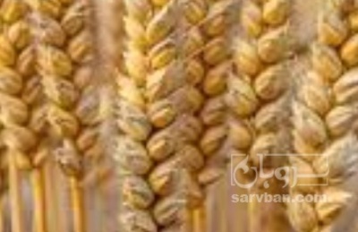 فروش گندم