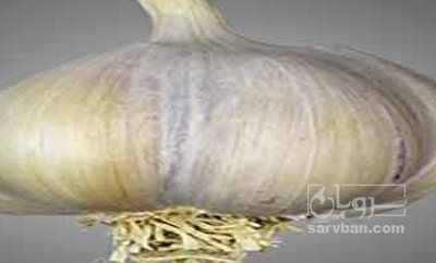فروش سیر