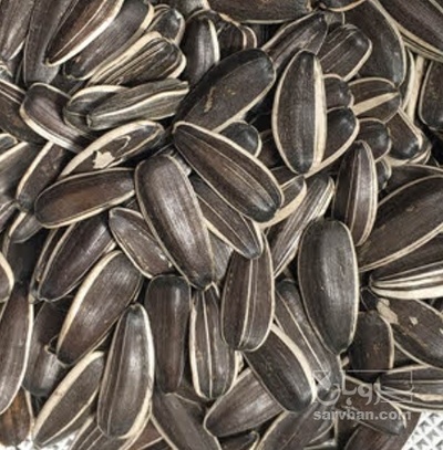 فروش تخمه آفتابگردان خام  بود داده