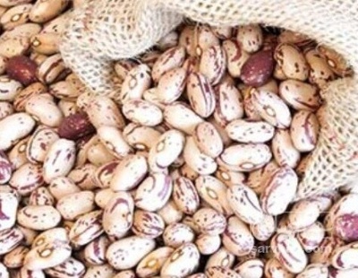 فروش لوبیا چیتی