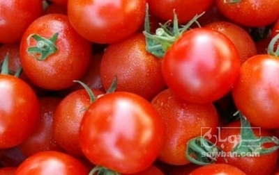 فروش گوجه فرنگی گیلاسی