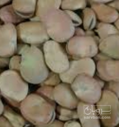 فروش باقلا تازه - باقالی - باقالا