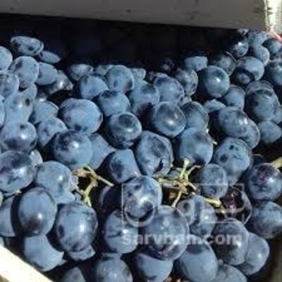 فروش انگور