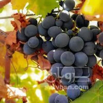 فروش انگورسیاه