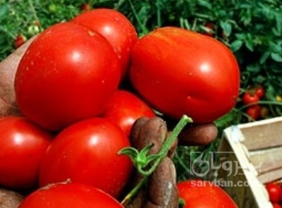 فروش گوجه فرنگی