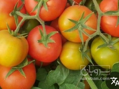 فروش گوجه فرنگی