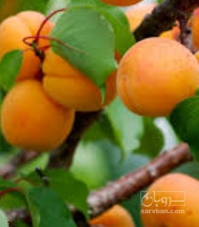 فروش زردآلو