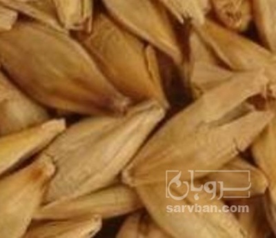 فروش جو