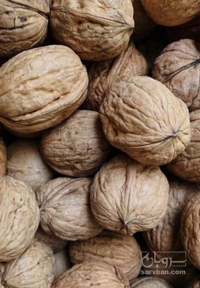 فروش گردو