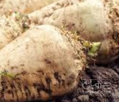 فروش چغندر قند