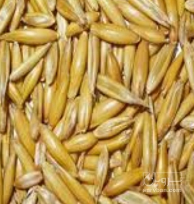 فروش جو
