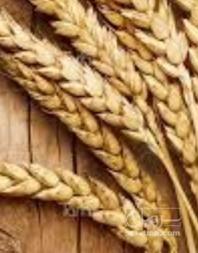 فروش گندم