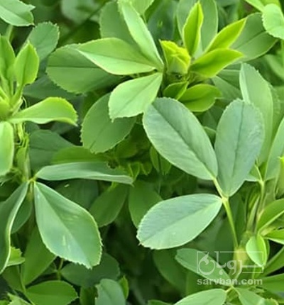 فروش یونجه