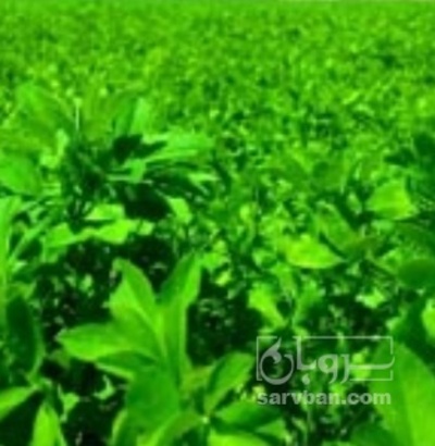 فروش یونجه