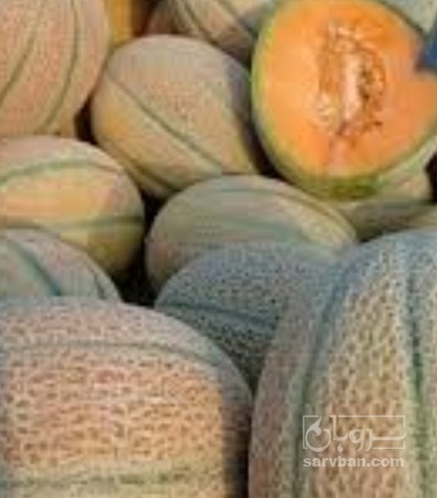 فروش طالبی جانا