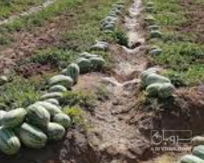 فروش هندوانه دامی