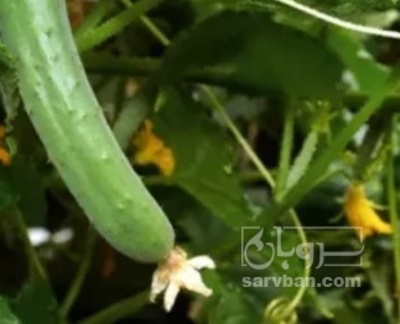 فروش خیار خیارشوری