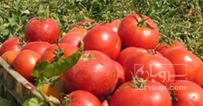 فروش گوجه فرنگی