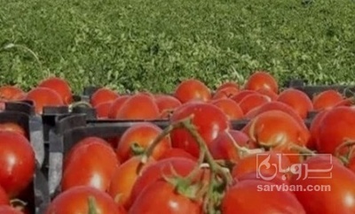 فروش گوجه فرنگی