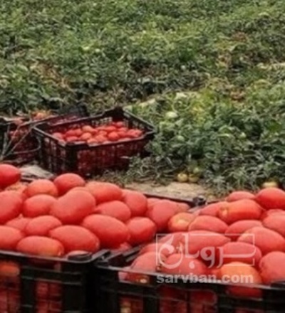 فروش گوجه فرنگی