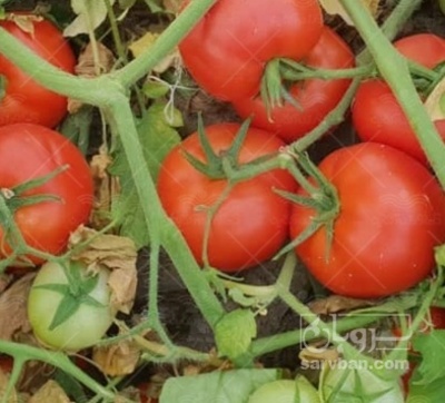 فروش گوجه فرنگی