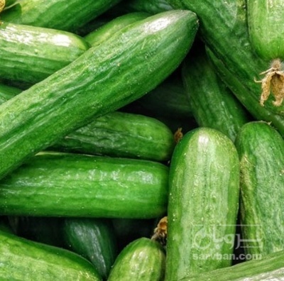 فروش خیار خیار شوری