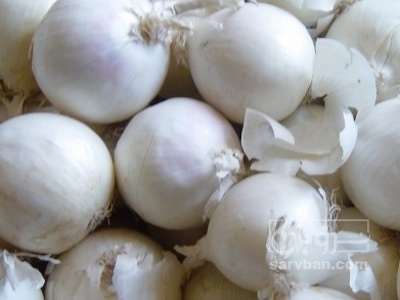 فروش پیاز سفید