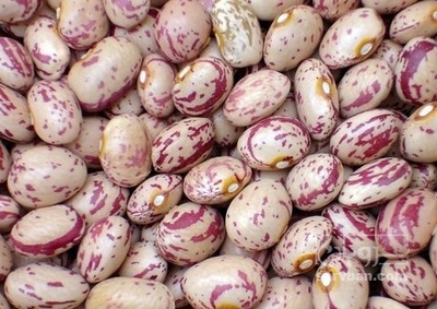 فروش لوبیا چیتی