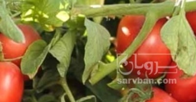 فروش گوجه فرنگی