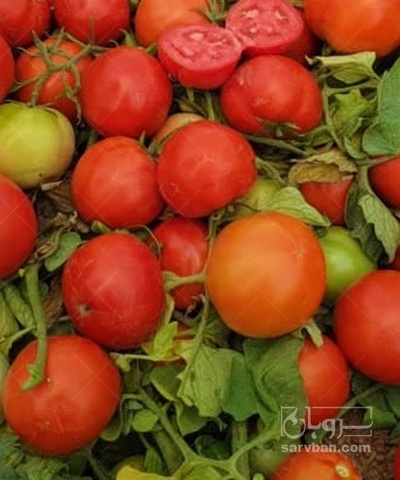 فروش گوجه فرنگی