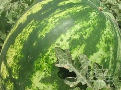 فروش هندوانه