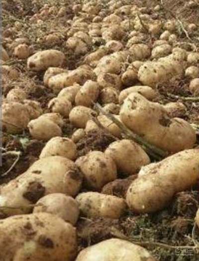 فروش سیب زمینی