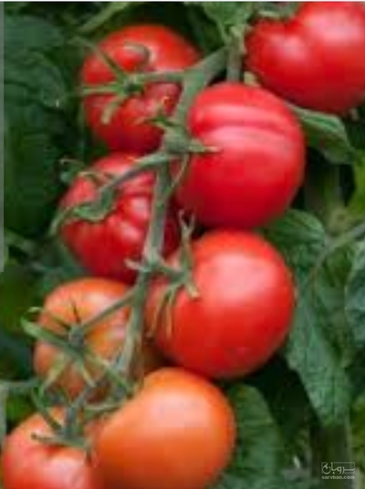 فروش گوجه فرنگی