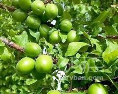 فروش گوجه سبز