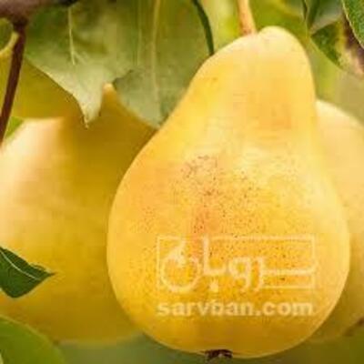 فروش گلابی