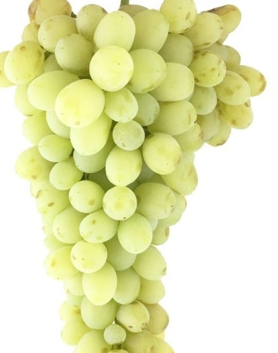 فروش انگور