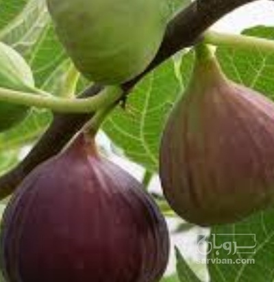 فروش انجیر