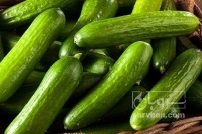 فروش خیار سالادی
